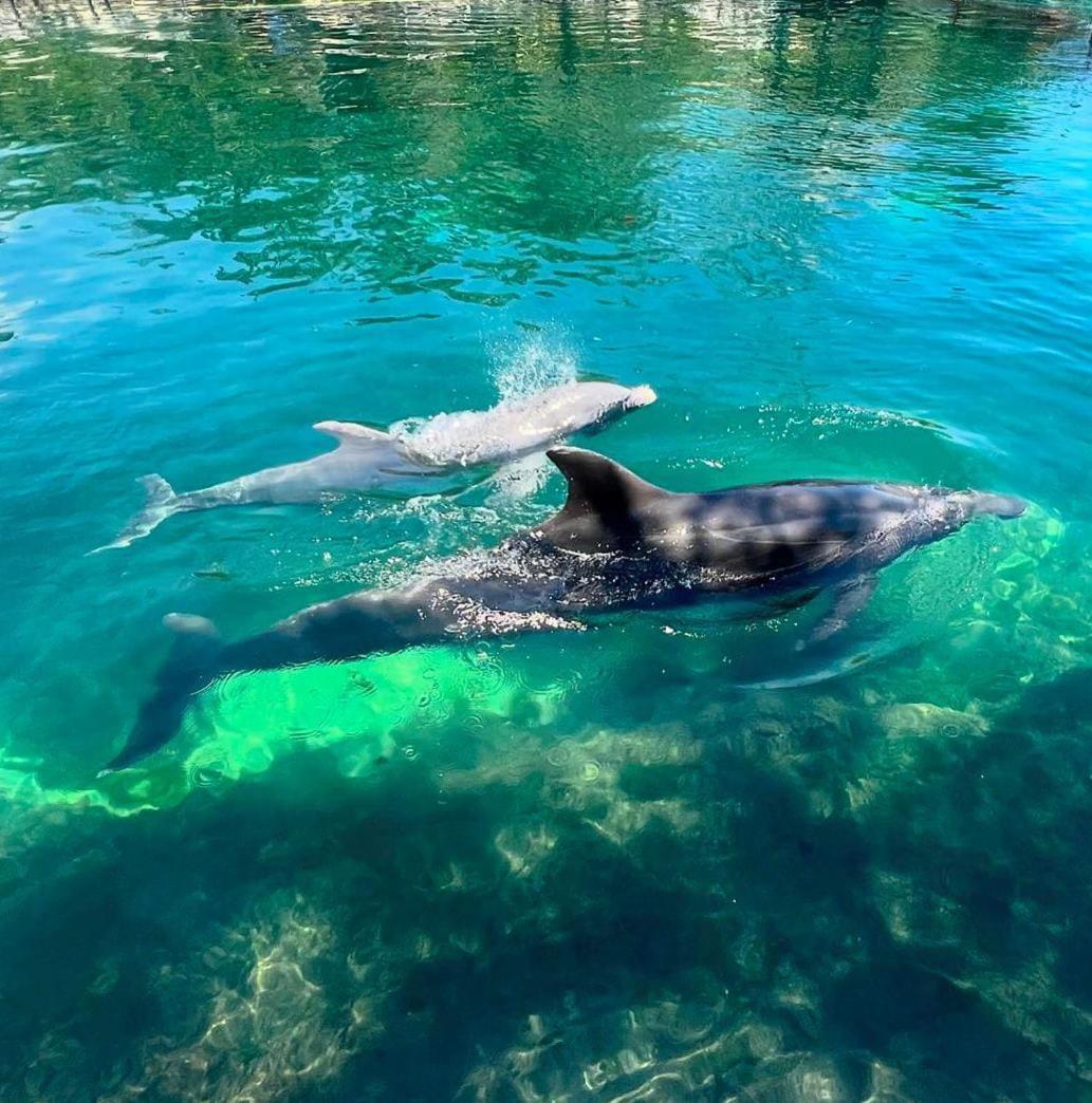 Puerto Aventuras, Departamento A Unos Pasos De La Playa Lejlighed Eksteriør billede